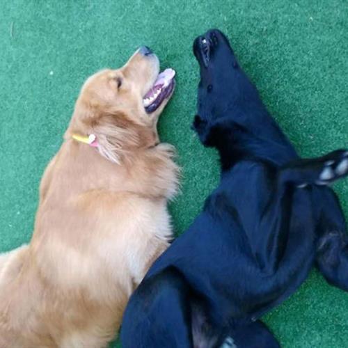 Two dogs lay together outside on some turf